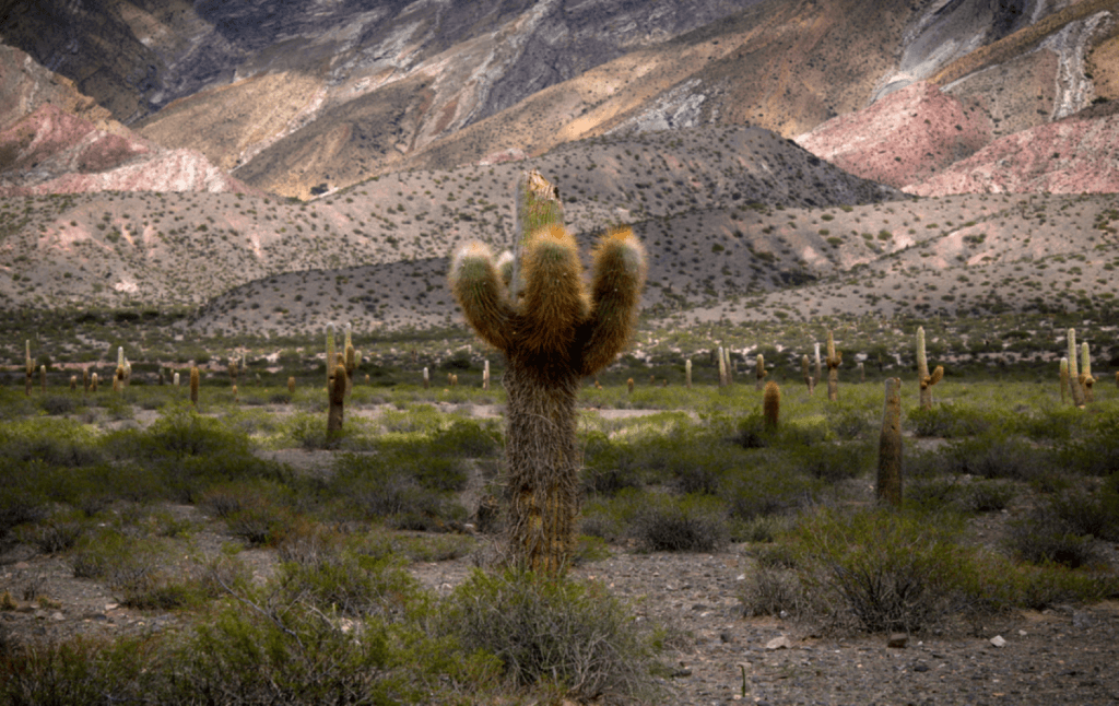 Combo: Cafayate, Cachi y Humahuaca - Imagen 2