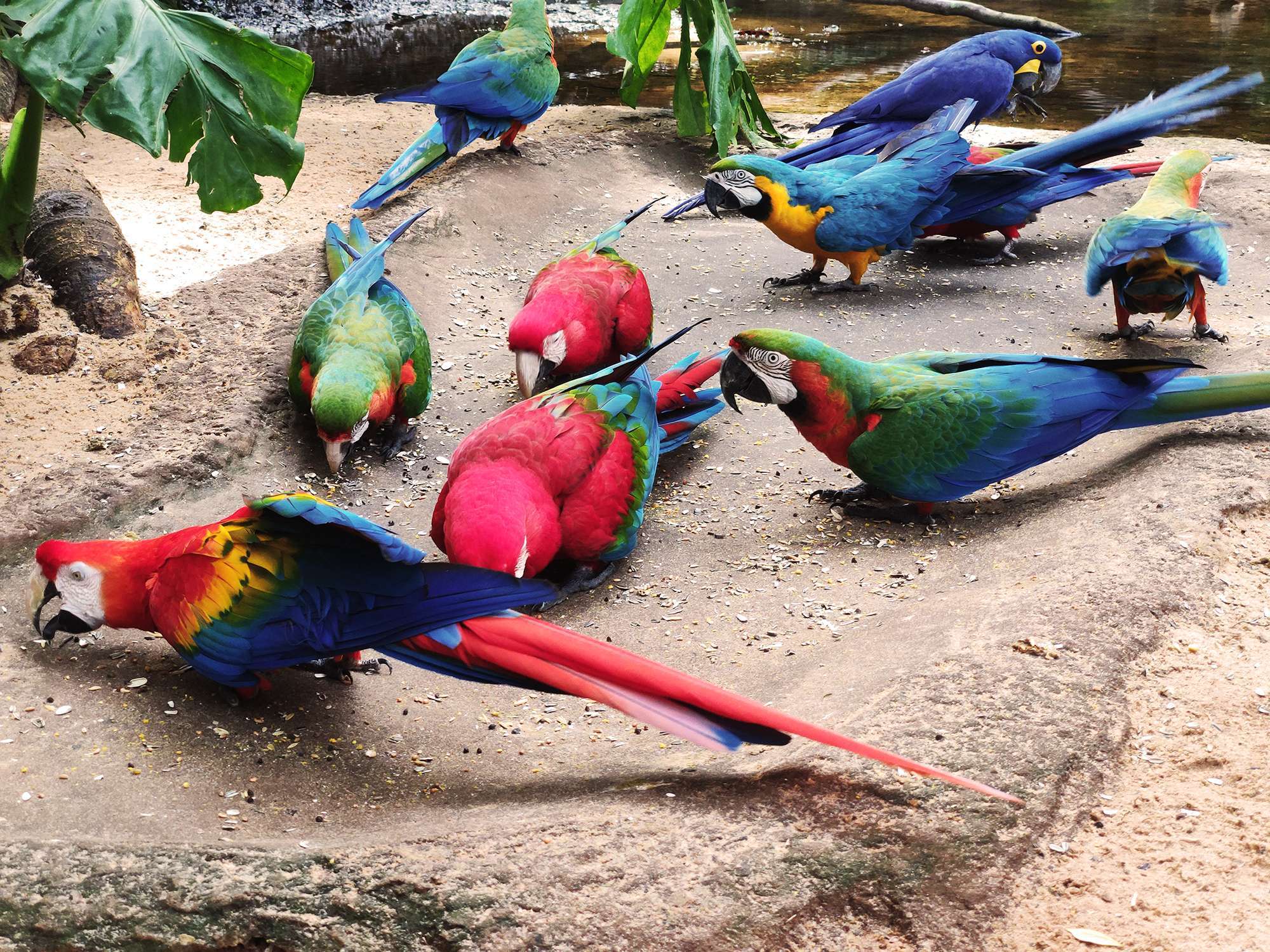 Parque de Aves - Ticket y transporte - Imagen 3