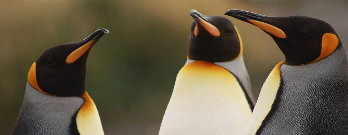 King Penguin and Tierra del Fuego Tour - Imagen 2