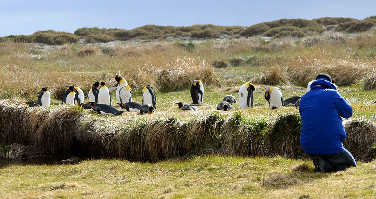 King Penguin and Tierra del Fuego Tour - Imagen 3
