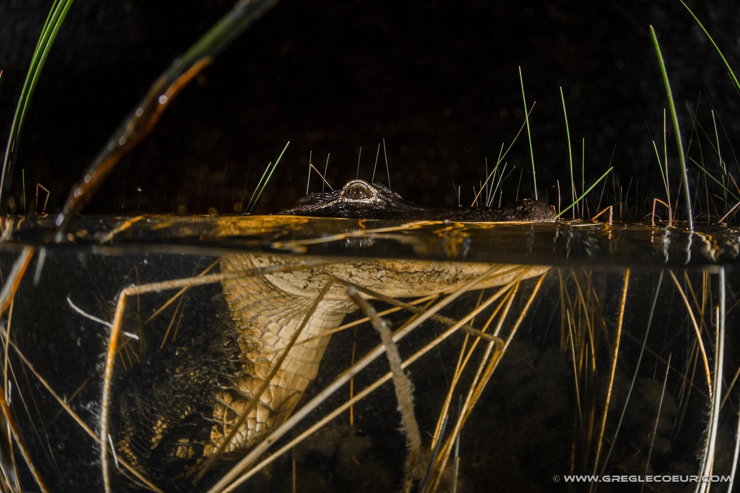 Everglades nocturno: Parque Sawgrass - Imagen 4