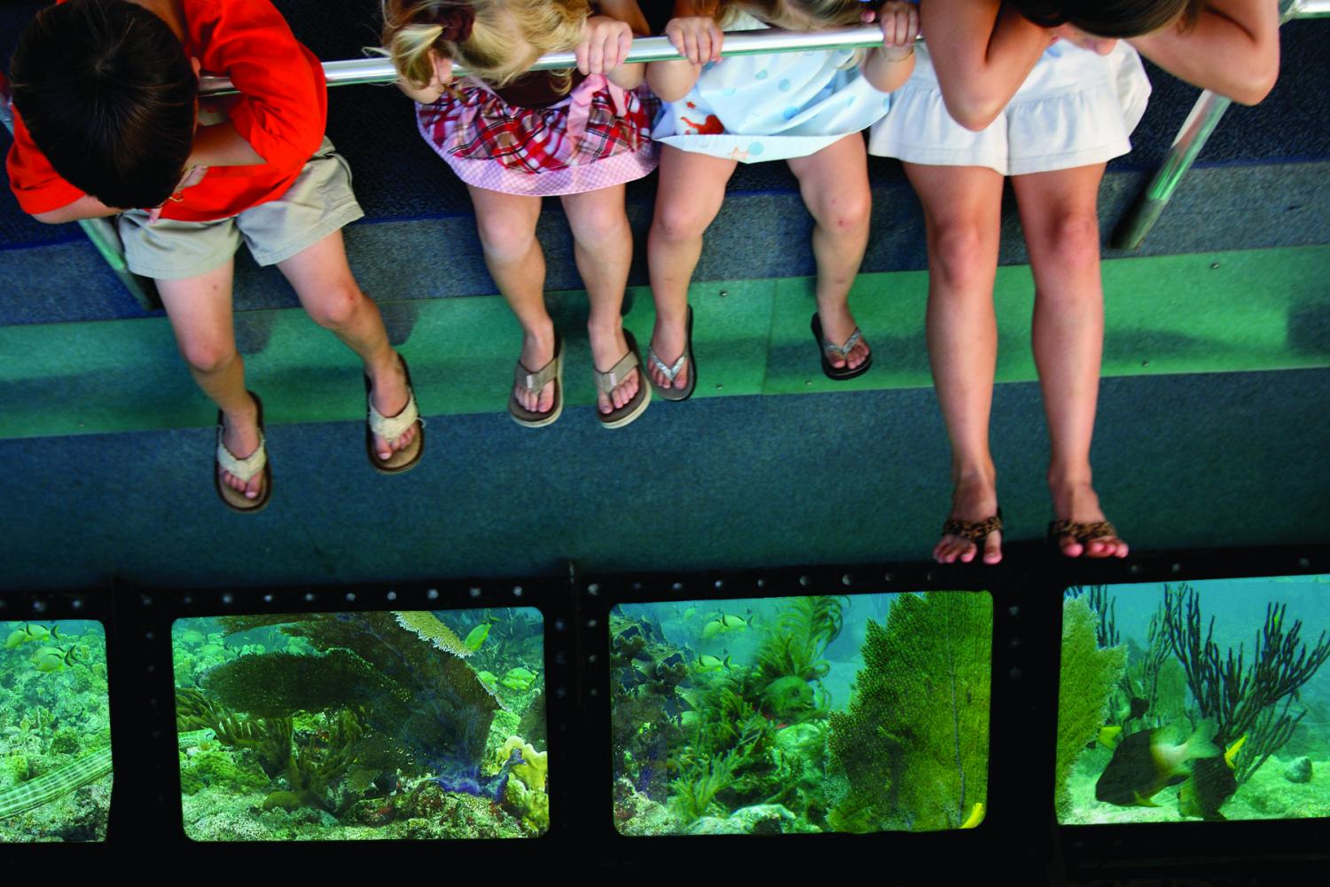 Glass Bottom Boat in Key West - Imagen 2