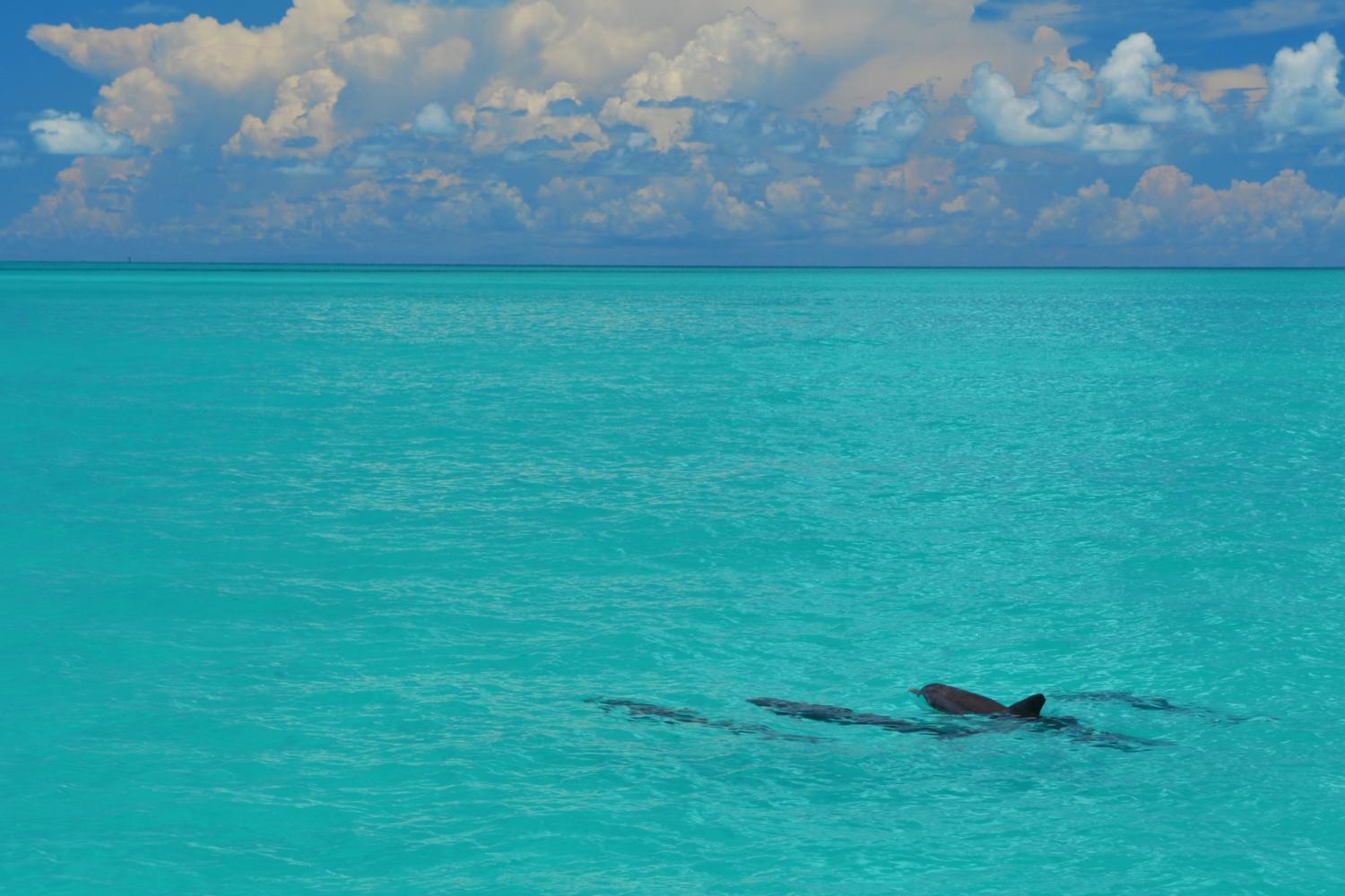 Delfines y esnórquel en Key West - Imagen 4