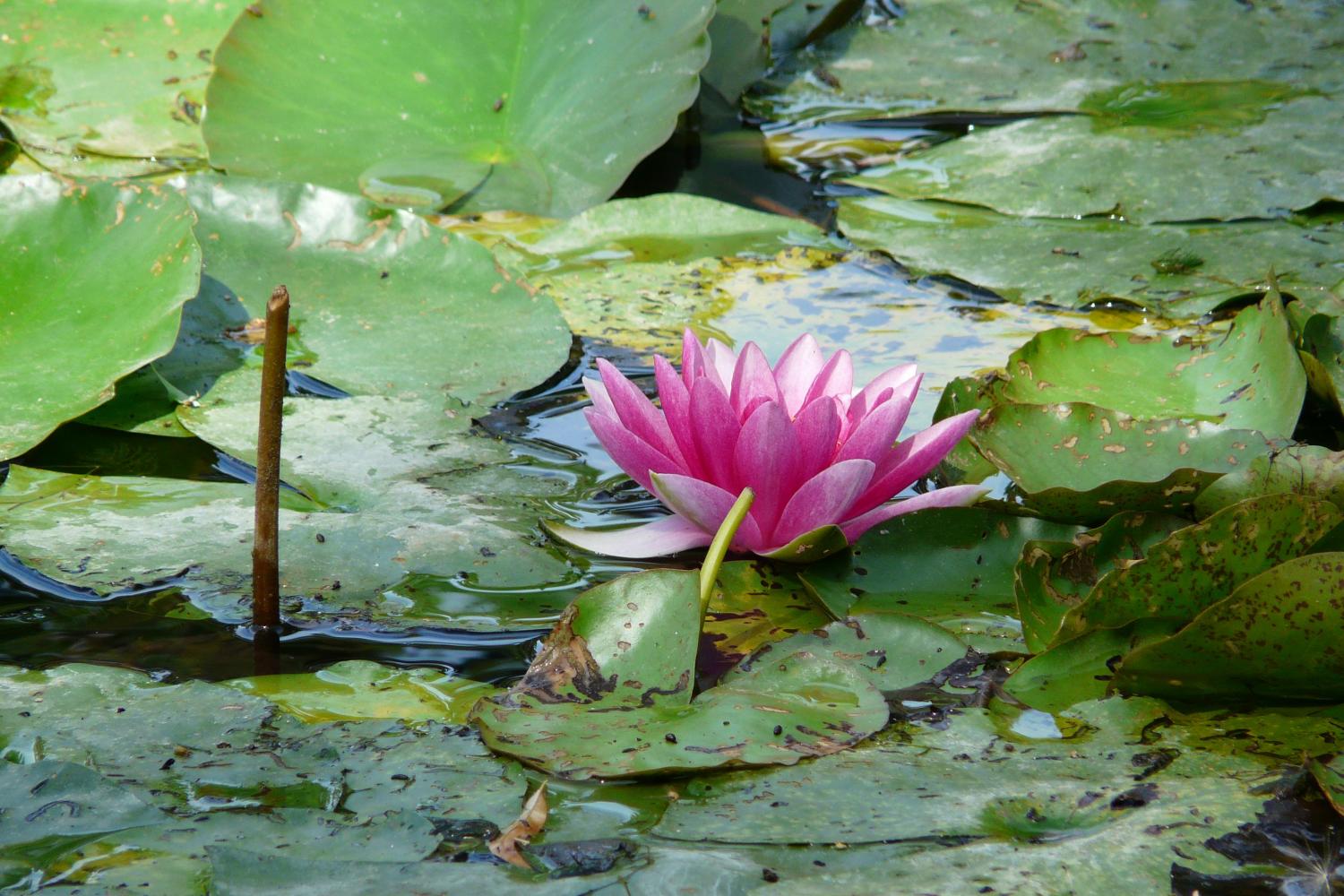 Half-Day Audio Tour of Monet's Gardens - Imagen 3