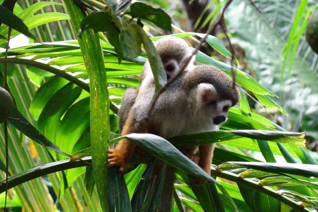 Monkey Land Explorer plus Zip Line Adventure - Imagen 4