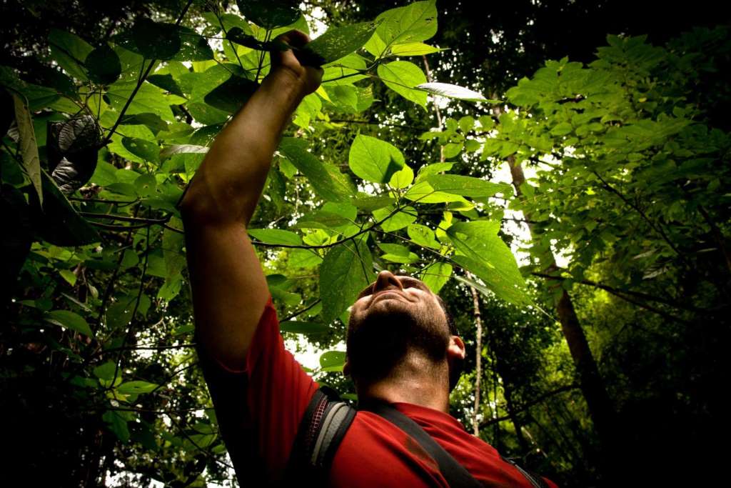 Tour por la Selva Tropical y la Playa Sono - Imagen 2