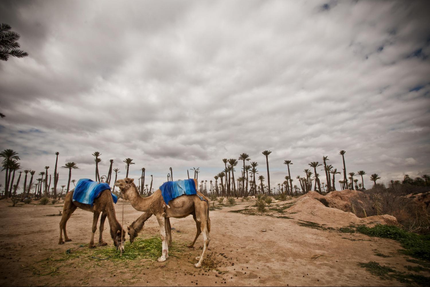 Paseo en camello en el palmeral de Marrakech - Imagen 2