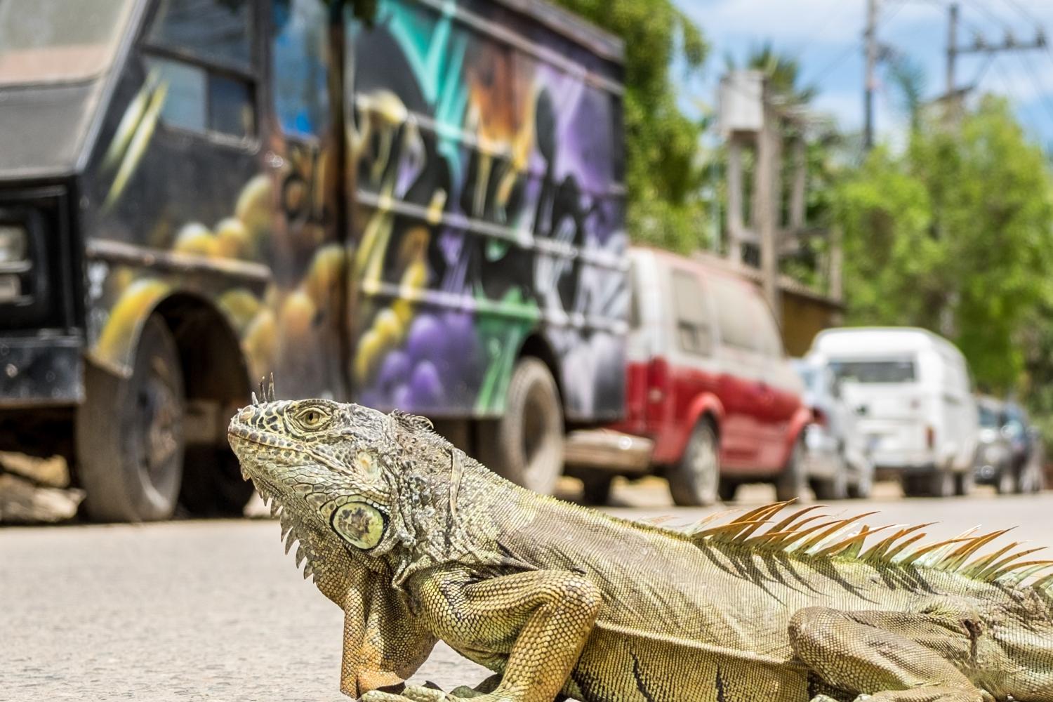 Tour La vida es una playa en Sayulita - Imagen 2