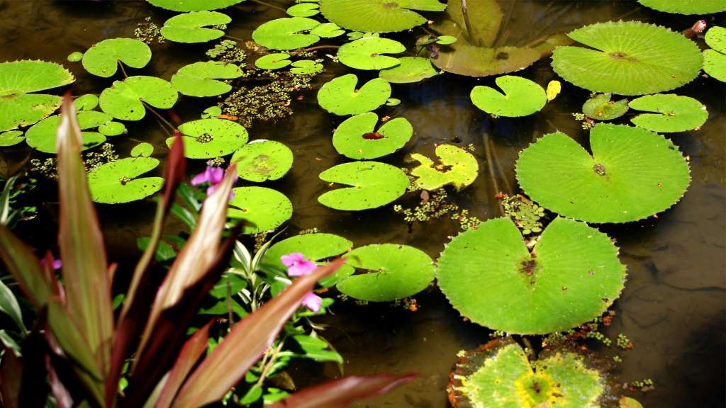 Visita guiada ao Jardim Botânico - Imagen 2