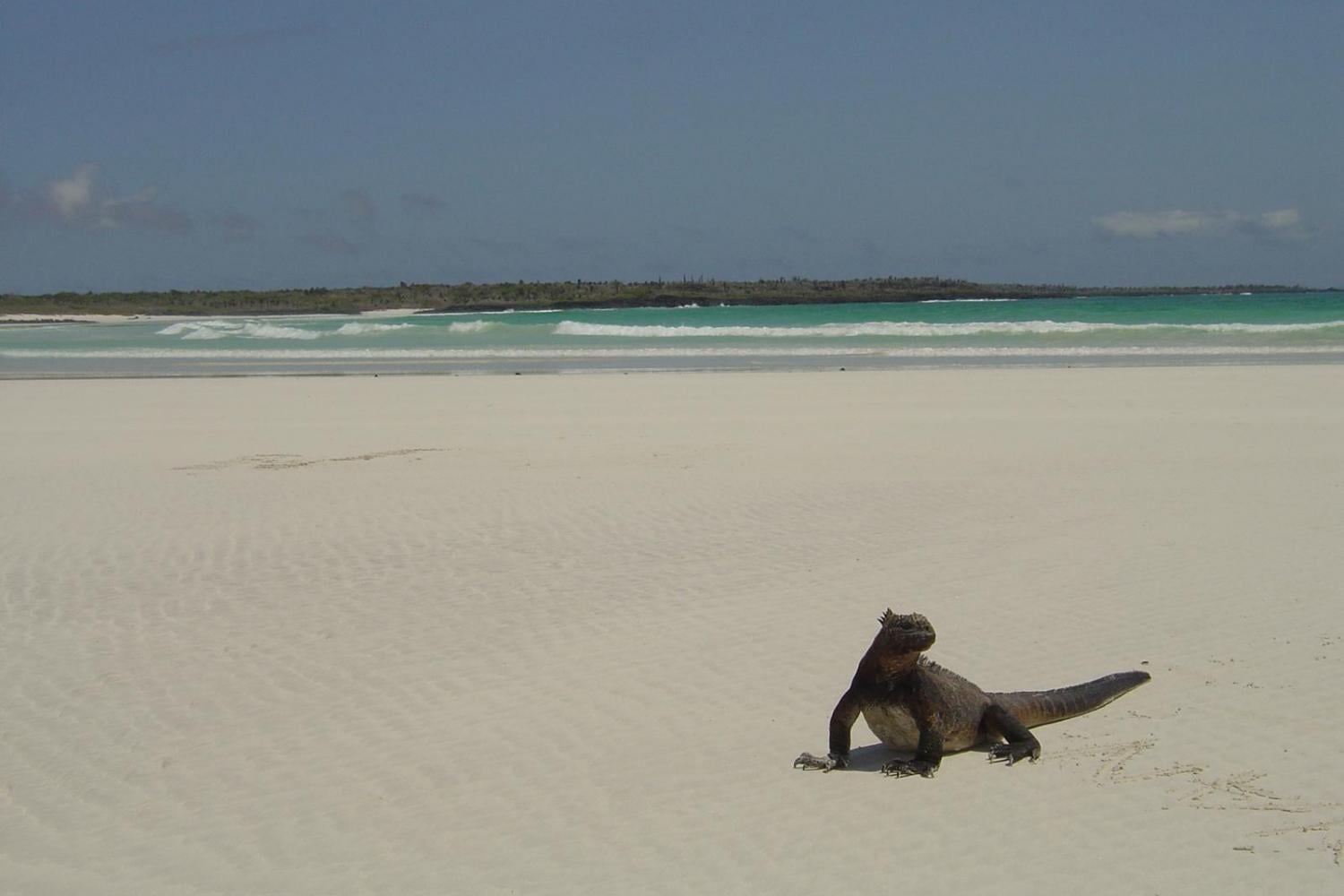 Tour to Tortuga Bay Beach - Imagen 3
