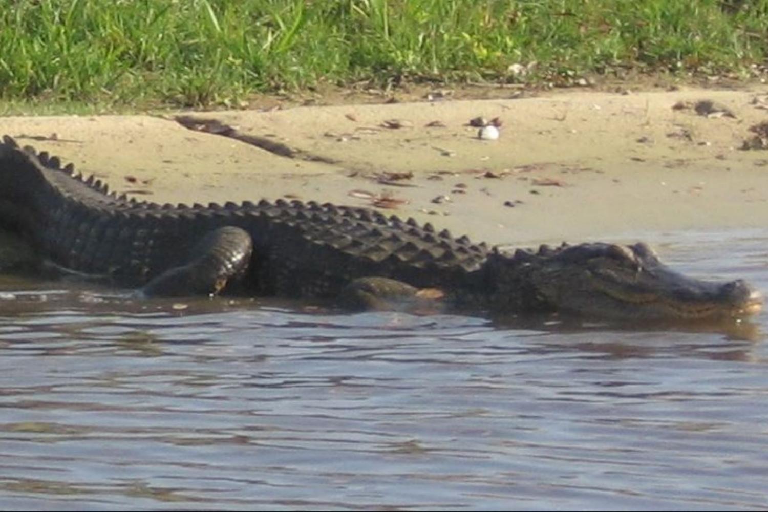 Hidrodeslizador de 30 minutos en Boggy Creek - Imagen 2