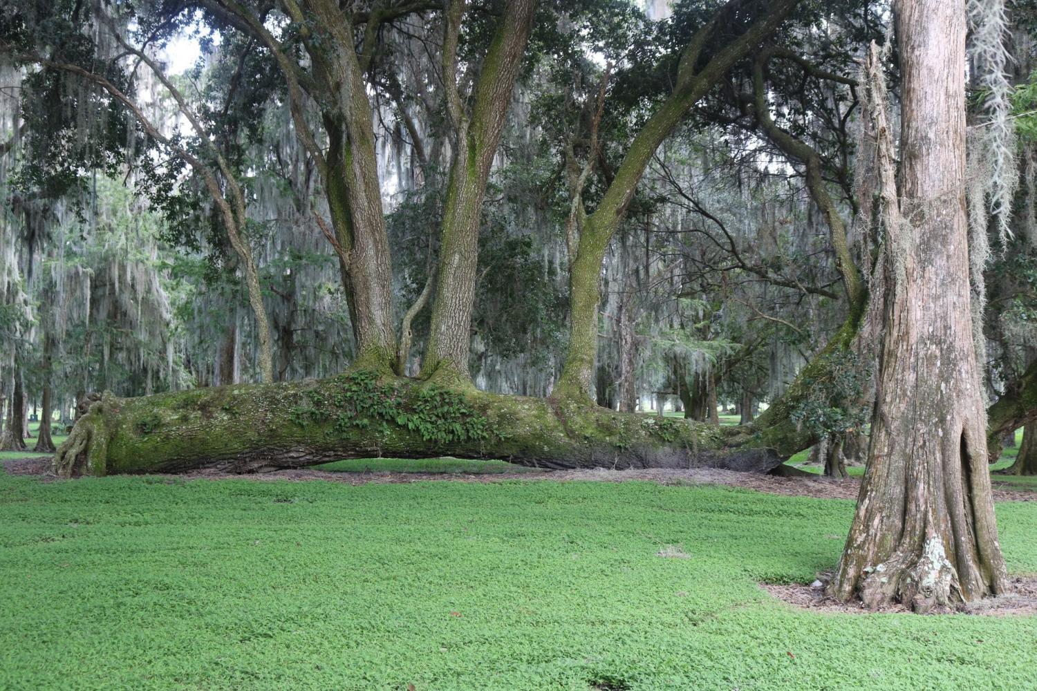 Hidrodeslizador de 30 minutos en Boggy Creek - Imagen 3