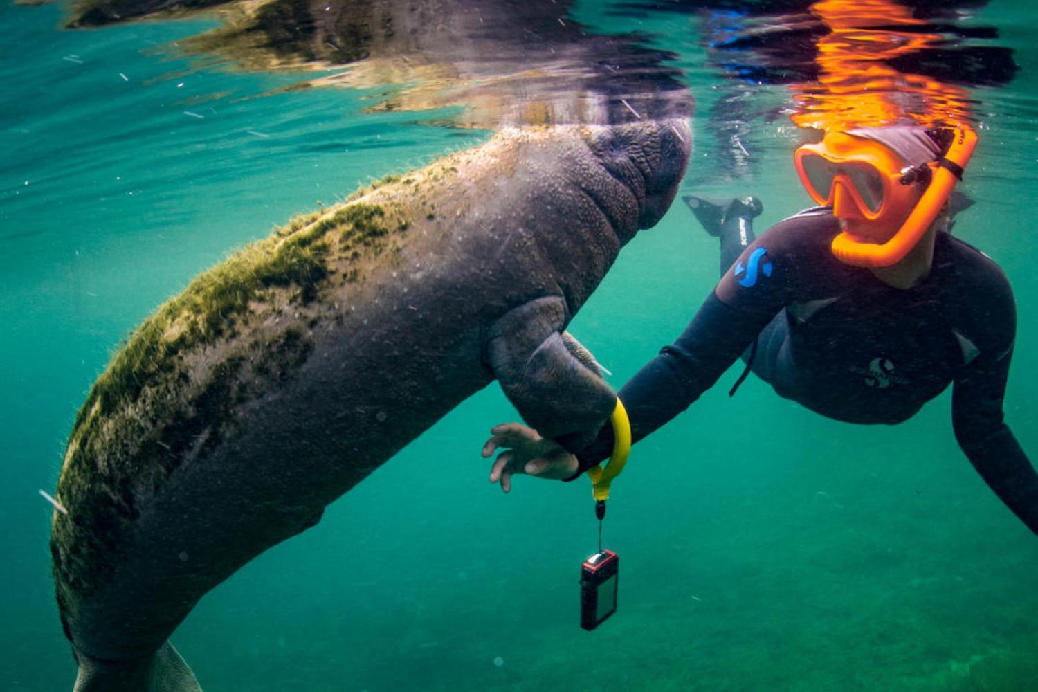 Manatees, Wildlife Park and Airboat Ride - Imagen 2