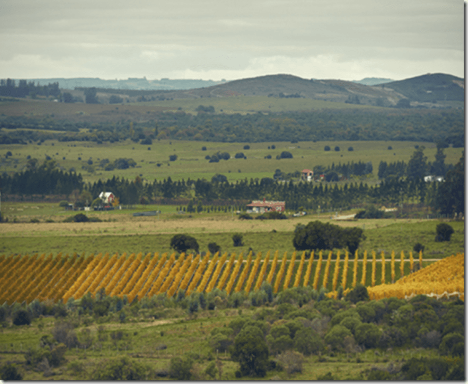 Viña Edén Vinos y Gastronomía - Imagen 2