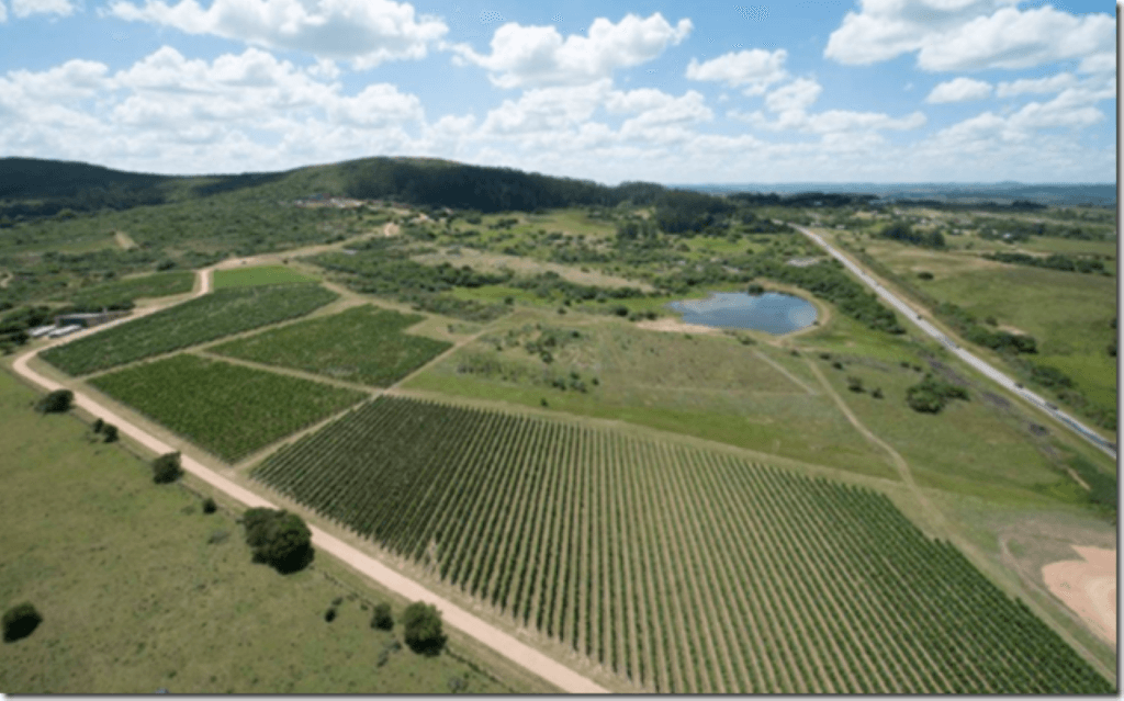 Viña Edén Vinos y Gastronomía - Imagen 4