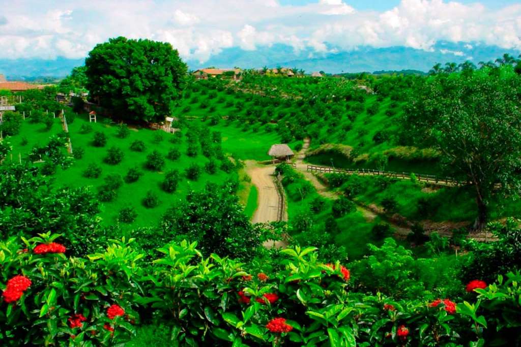 Finca de café, Filandia, Cocora y Salento - Imagen 2