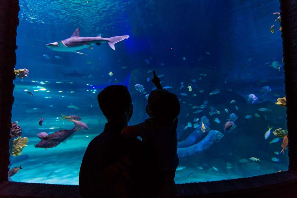 SEALIFE Orlando - Entrada estándar - Imagen 2