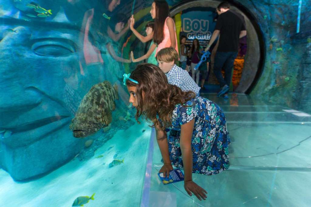 SEALIFE Orlando - Entrada estándar - Imagen 3