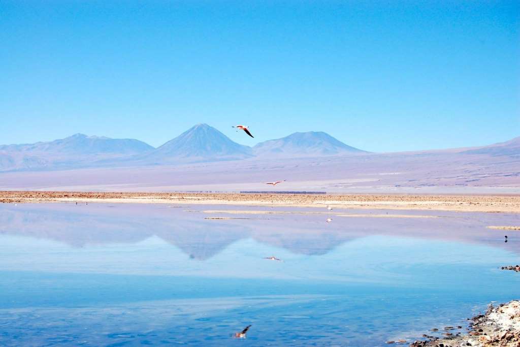 Lagunas Cejar, Tebinquiche y Ojos del Salar - Imagen 3