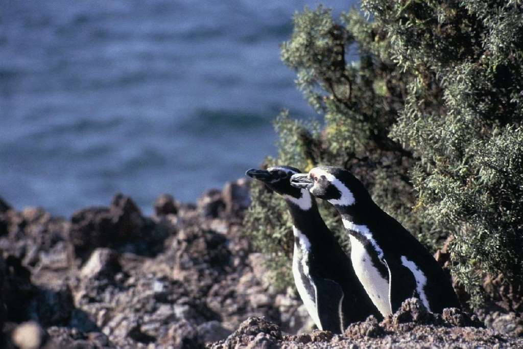 Punta Tombo: excursión de día completo - Imagen 4