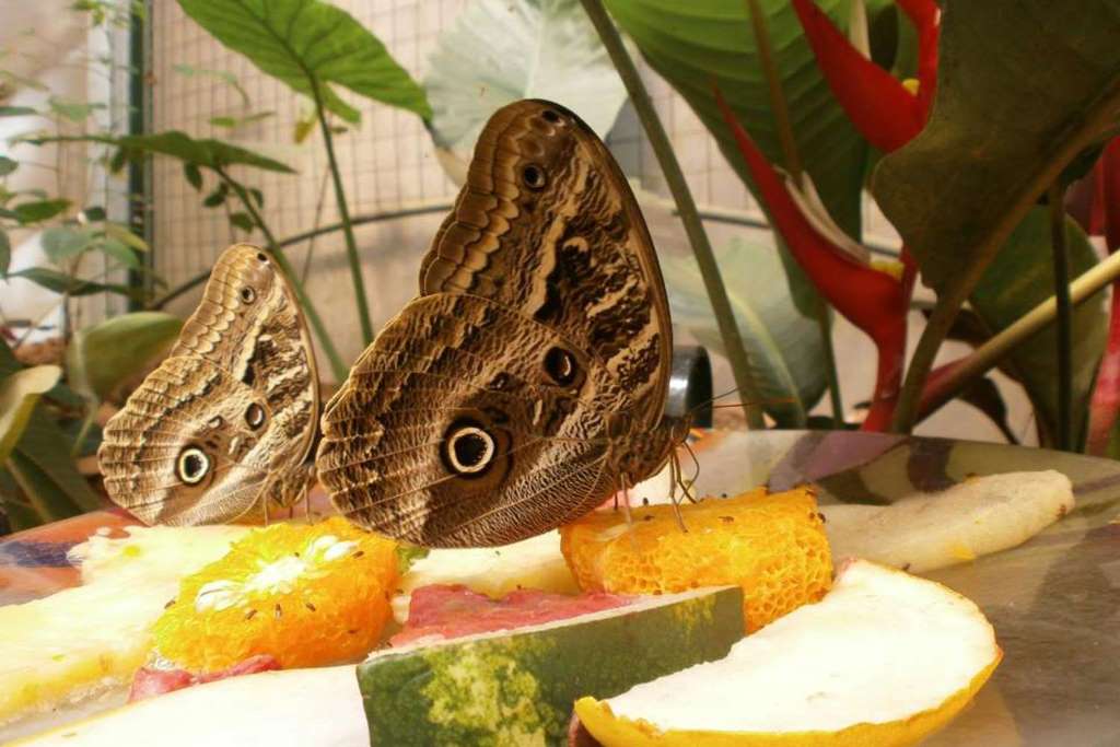 Nature at the Iguazú Biocenter - Imagen 2