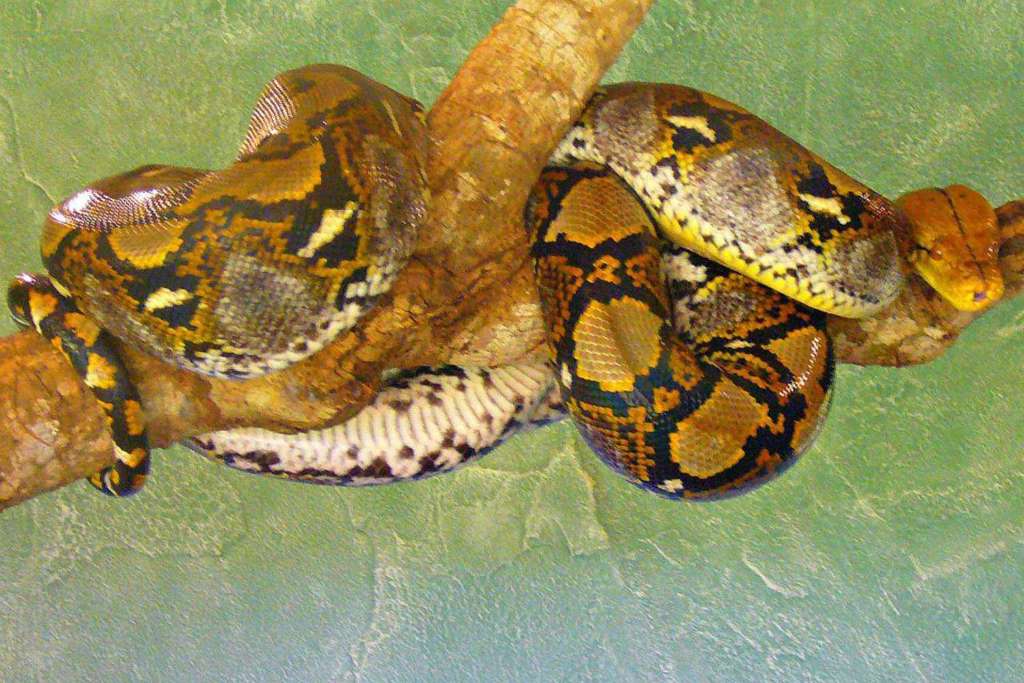 Nature at the Iguazú Biocenter - Imagen 4