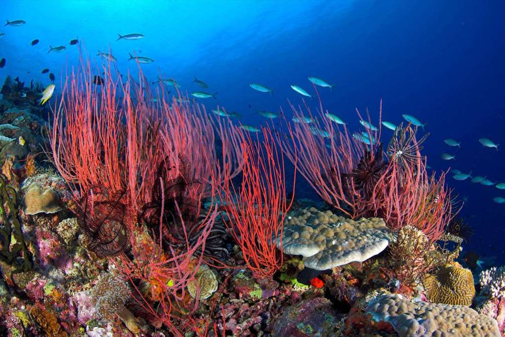 Crucero en Goleta y Snorkeling - Imagen 4