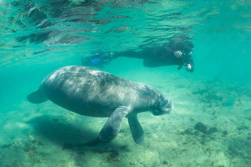 Manatee Swim, Snorkel and Boat Day Tour - Imagen 2
