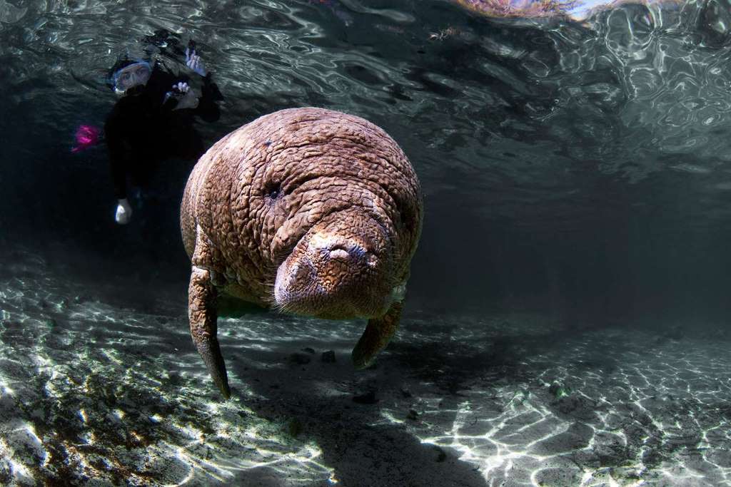 Manatee Swim, Snorkel and Boat Day Tour - Imagen 3