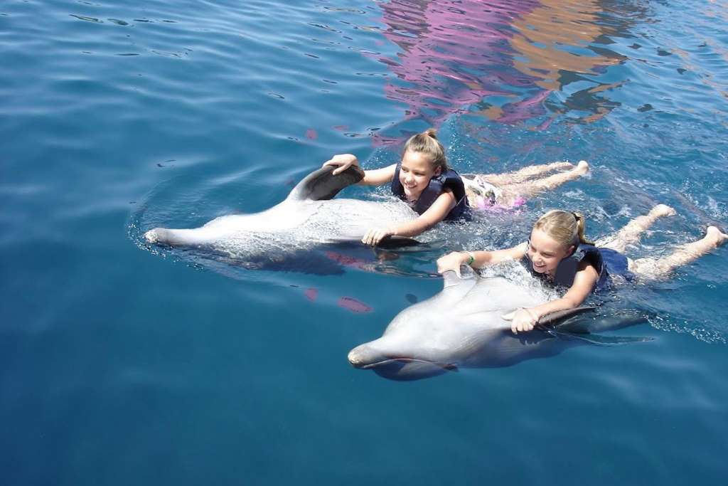 Dolphin Encounter - Isla Mujeres - Imagen 3