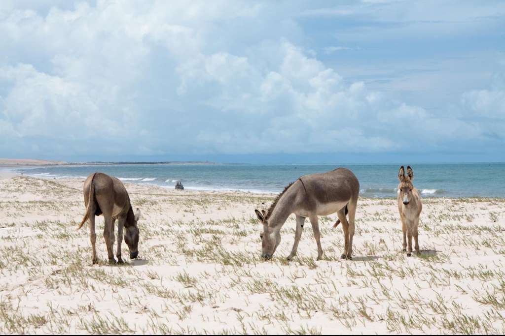 The Exotic Canoa Quebrada Beach - Imagen 4