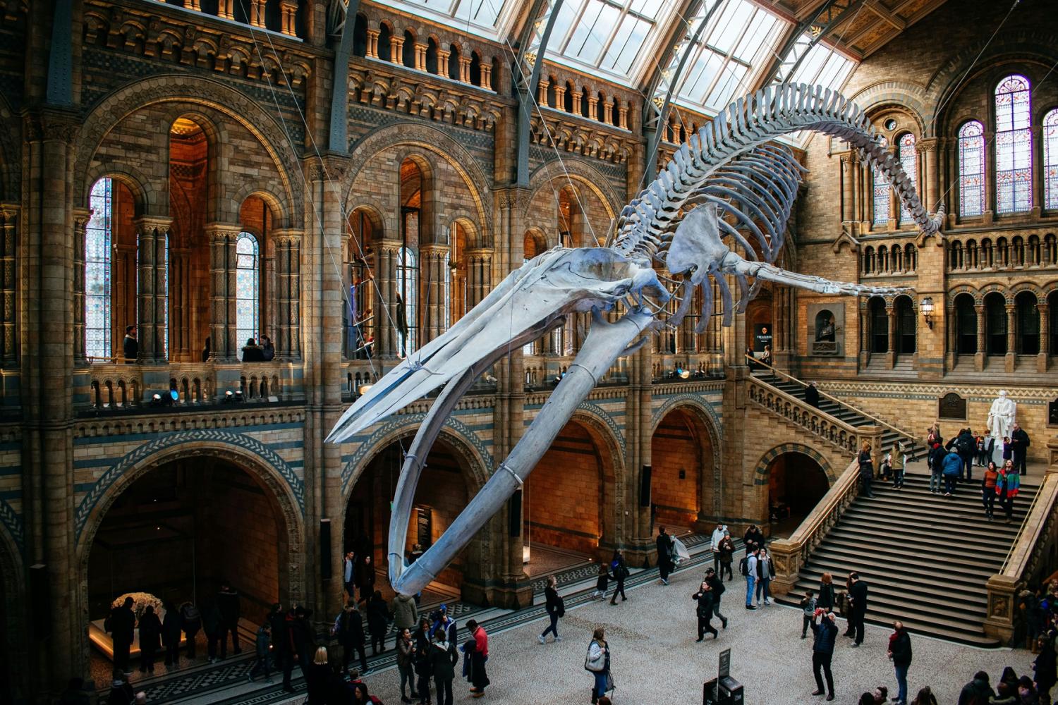 Museo de Historia Natural con audioguía - Imagen 1