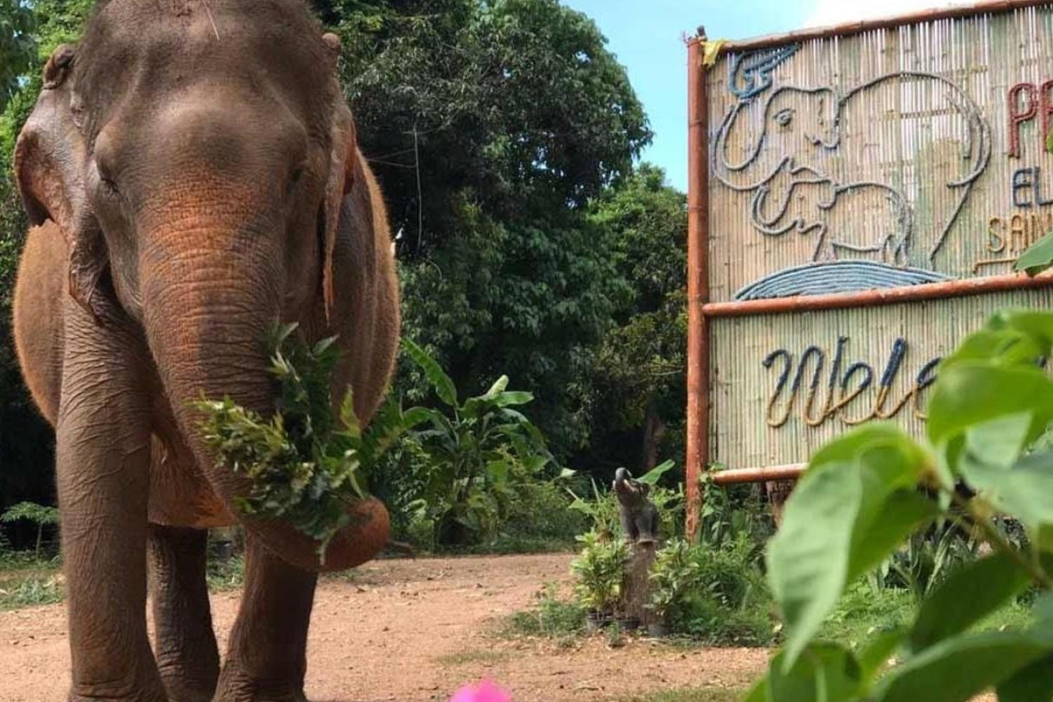 Santuário de elefantes de Pattaya - Imagen 1