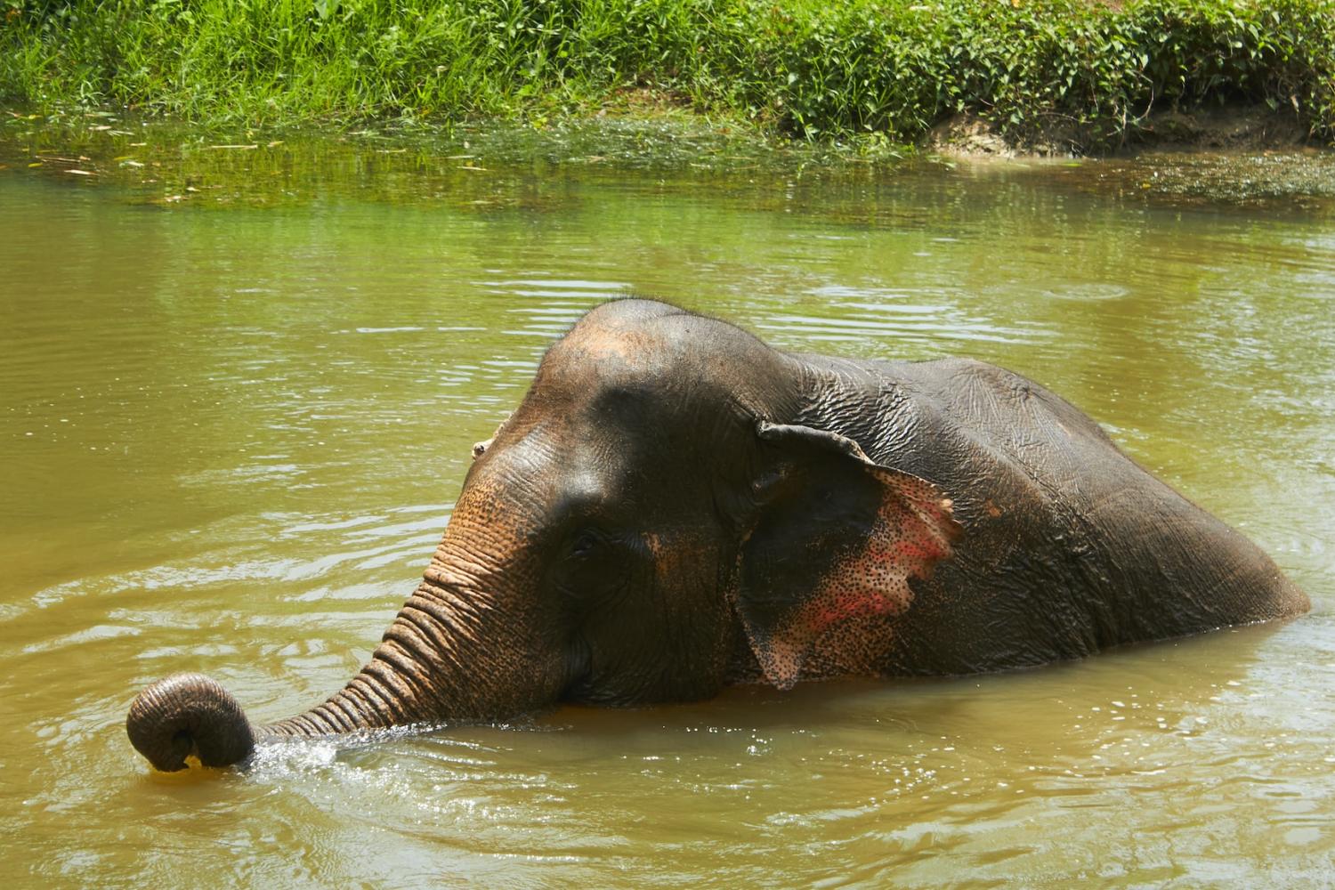 Elephant Jungle Sanctuary: medio día - Imagen 1