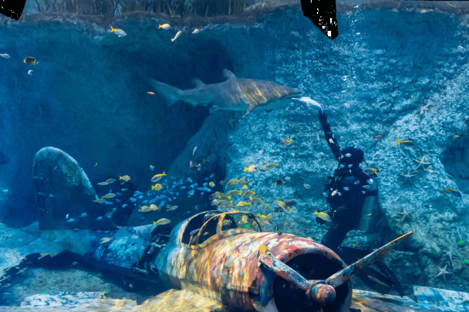 Entrada al Acuario Nacional - Imagen 1
