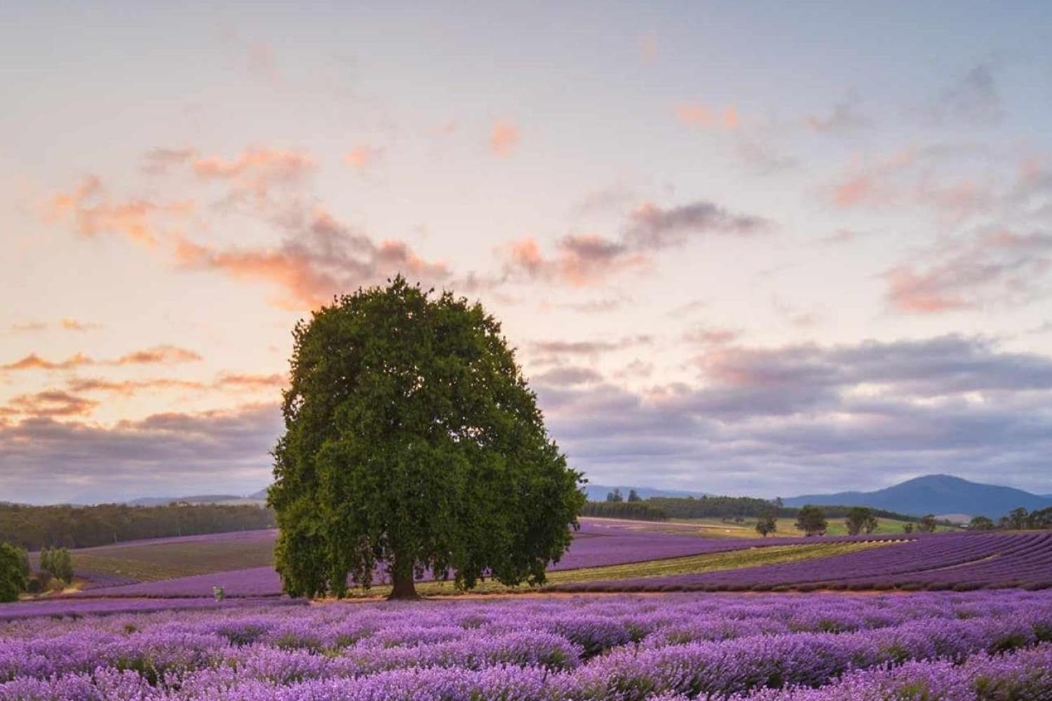 Port Arthur y lavanda - Imagen 1