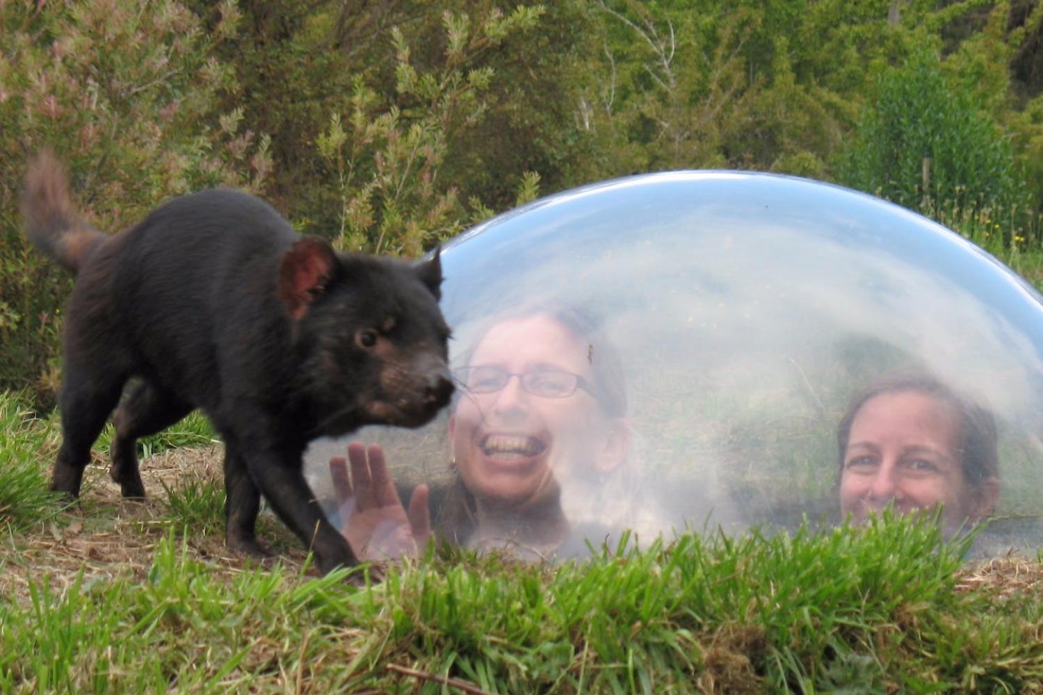 Port Arthur and Tassie Devils - Imagen 1