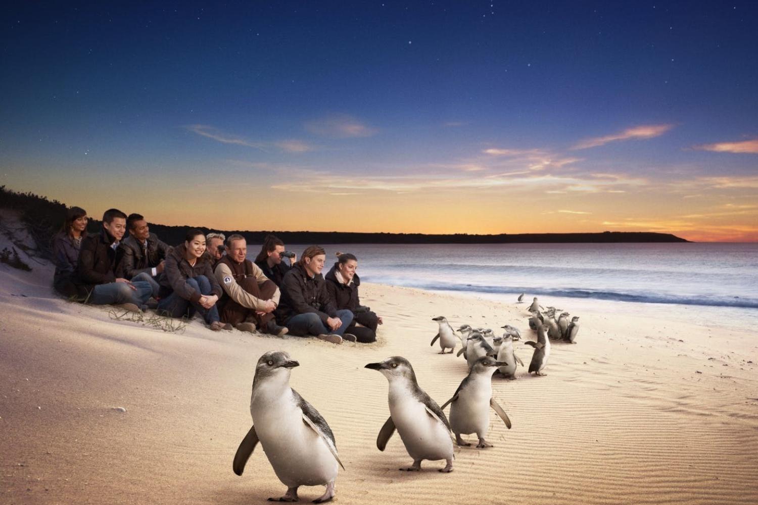 Santuario Healesville y Phillip Island - Imagen 1