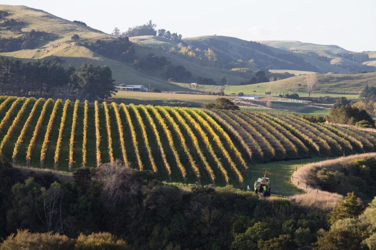 Visita a la bodega Martinborough - Imagen 1