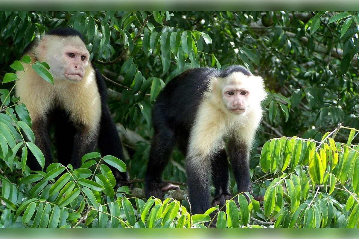 Isla de los Monos Tour - Imagen 1