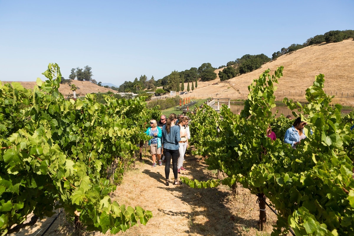Napa y Sonoma - Tour de Viñedos - Imagen 1