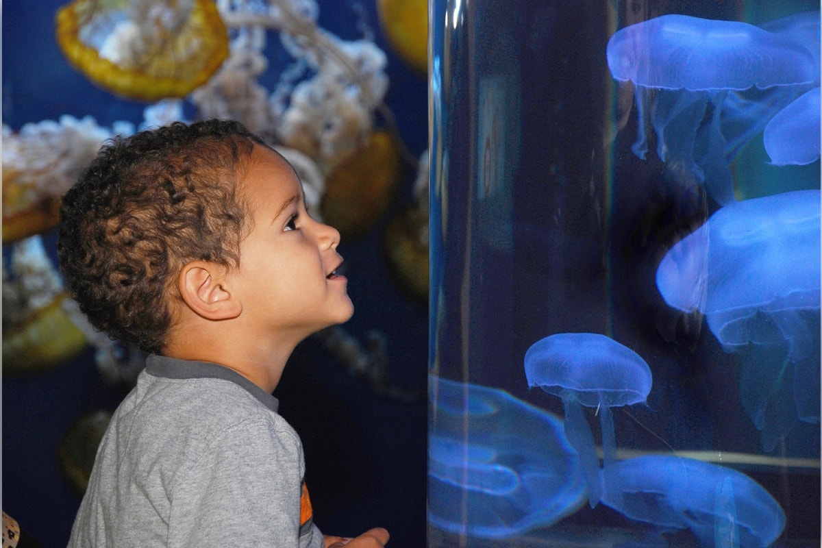 Gran City Tour y Acuario de la Bahía - Imagen 1