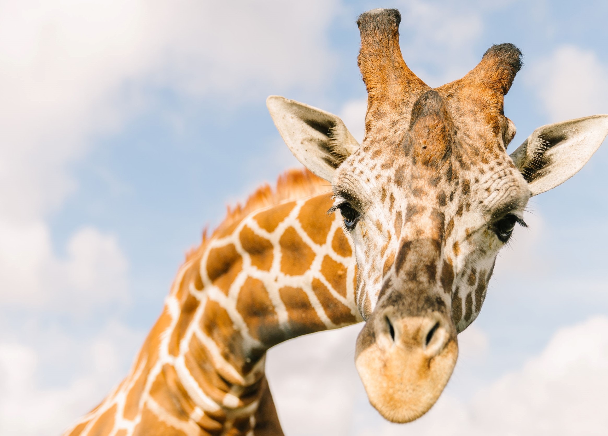 Wild Florida Drive-Thru Safari Park Ticket - Imagen 1