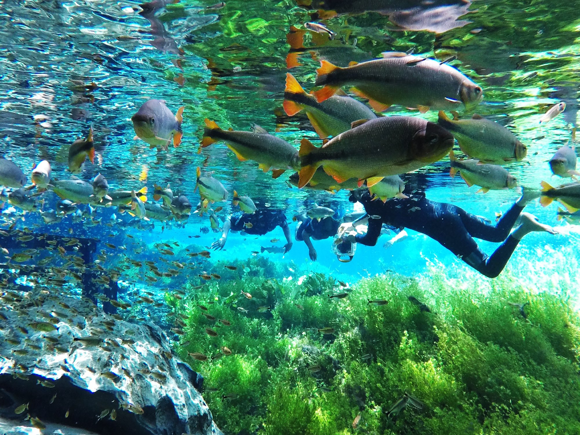 Flotante - Acuario Natural - Imagen 1