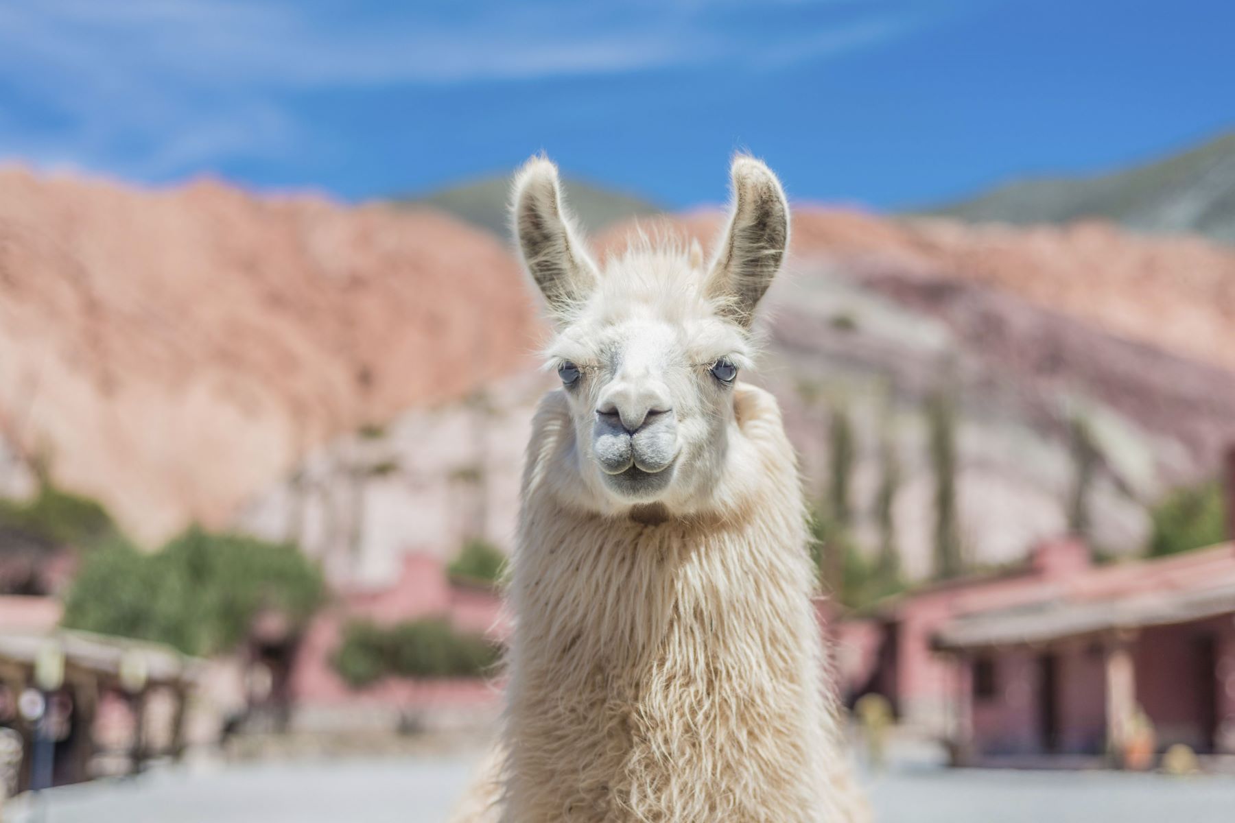 Cafayate, Humahuaca, Salinas e Cachi - Imagen 1