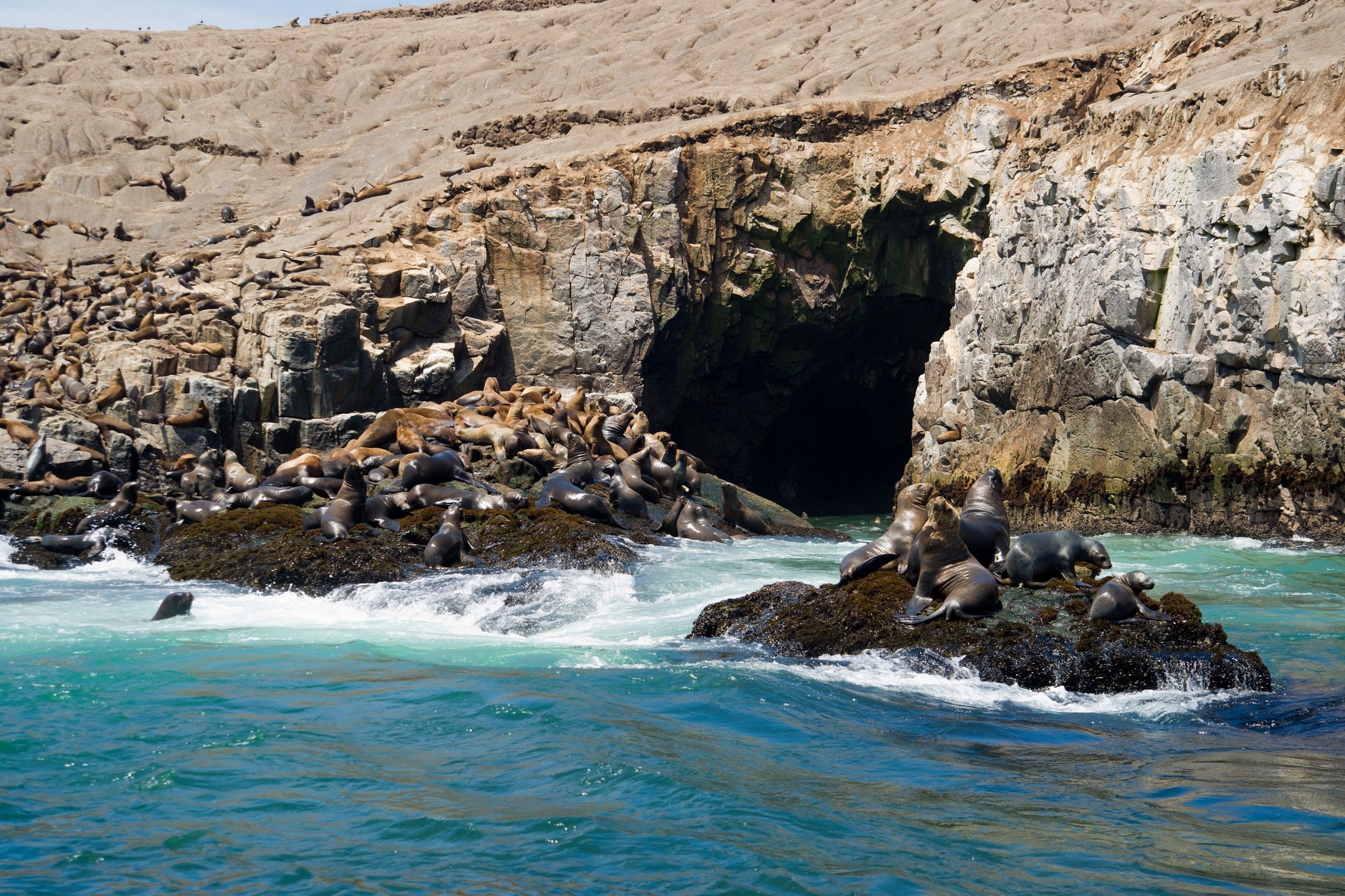 Islas Palomino: nado con lobos marinos - Imagen 1