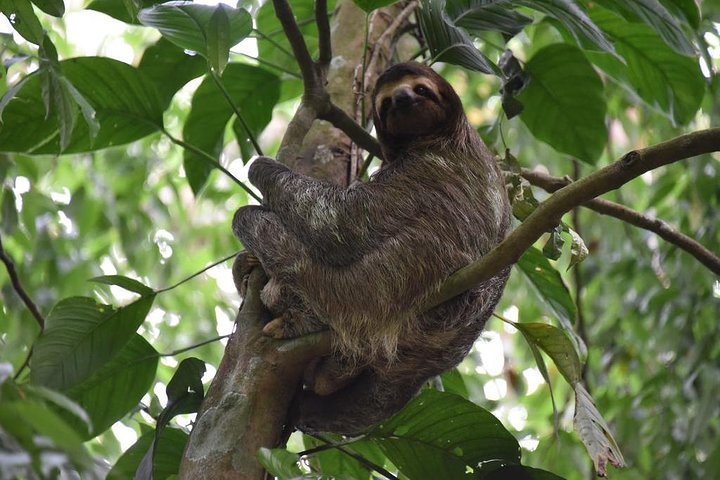Aventura de perezosos desde Guanacaste - Imagen 1