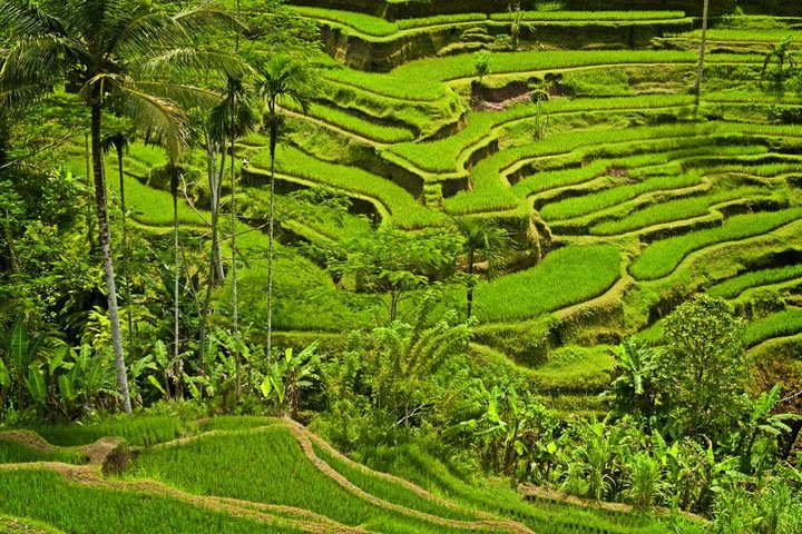 Ubud y Tampak Siring: medio día - Imagen 1