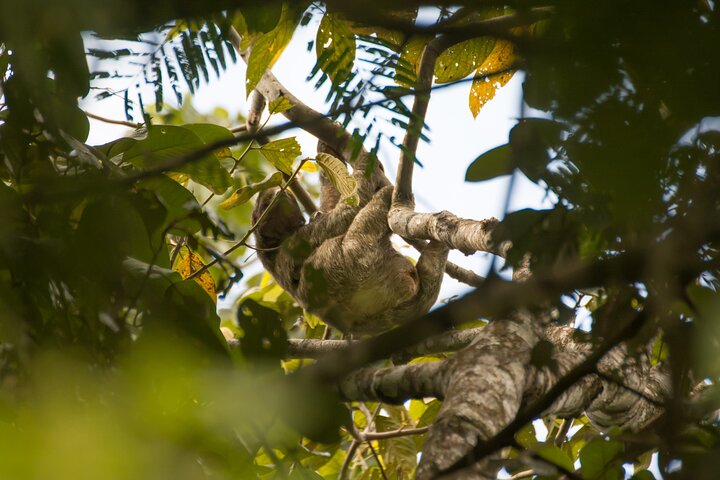Sloth Watching from Arenal - Imagen 1