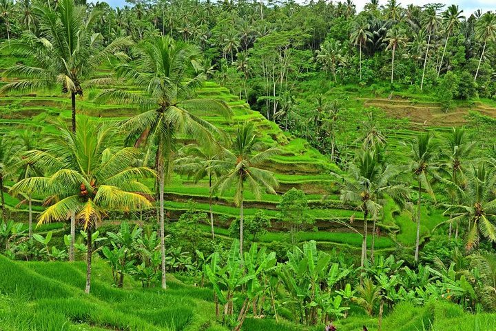 Tour por la superficie de Ubud - Imagen 1